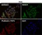 Anti-SNAP25 Rabbit Monoclonal Antibody